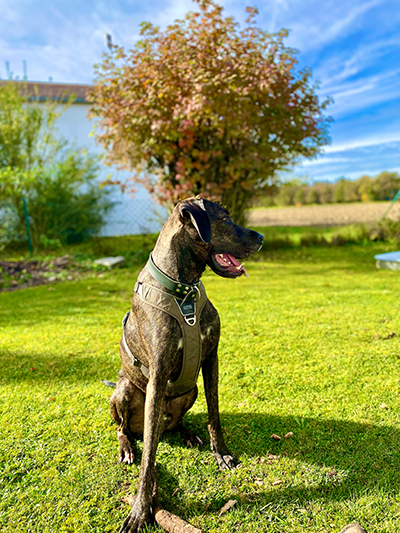 Hedis Pfotenschule - Hundeausbildung und Hundetraining im Land Salzburg